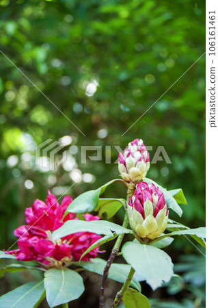 杜鵑花（美國） 106161461