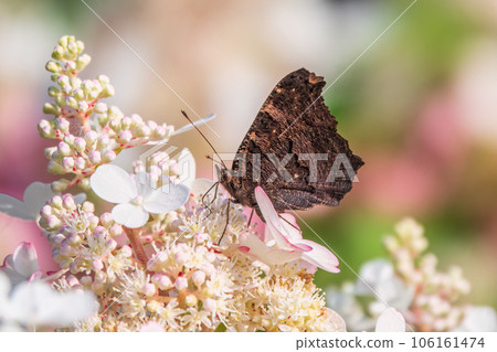 European Peacock butterfly sitting on white flowers 106161474
