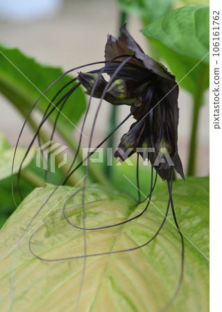 bat flower 106161762