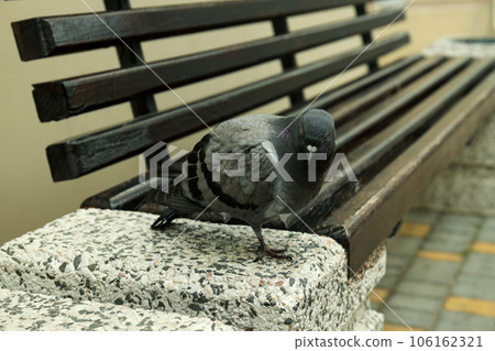 Single city pigeon on bench, close up 106162321