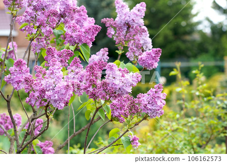 Lilac flowers . Floral background natural spring. Blossoming lilac flower bud. spring time color. Beautiful purple petal plant. Botanical flora Aesthetic mood Summer garden Pink liliac 106162573