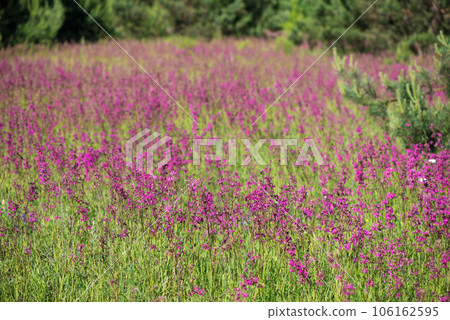 beautiful wildflowers background. summer nature. Ivan tea blooms in a meadow among the forest on a sunny day in June beautiful wildflowers background. summer nature. Ivan tea blooms in a meadow among the forest on a sunny day in June 106162595