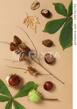 Brown, fresh chestnut fruits with leaves on a light background Brown, fresh chestnut fruits with leaves on a light background 106162782