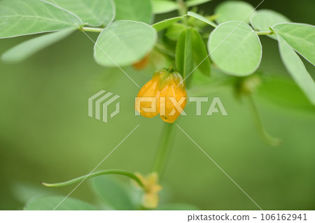 Sicklepod (Ebisu grass) flower Sicklepod (Ebisu grass) flower 106162941