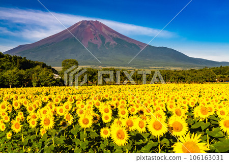“山梨縣”夏天的富士山和盛開的向日葵田，花宮公園 106163031