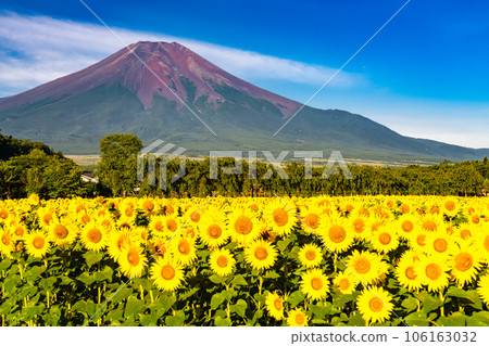“山梨縣”夏天的富士山和盛開的向日葵田，花宮公園 106163032