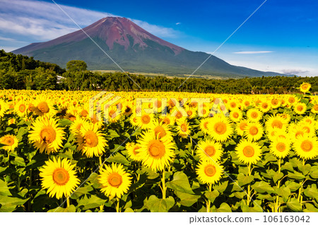 "Yamanashi Prefecture" Mt. Fuji in summer and a sunflower field in full bloom, Hana no Miyako Park 106163042