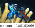 Mating of Prismatic Crab 106163066
