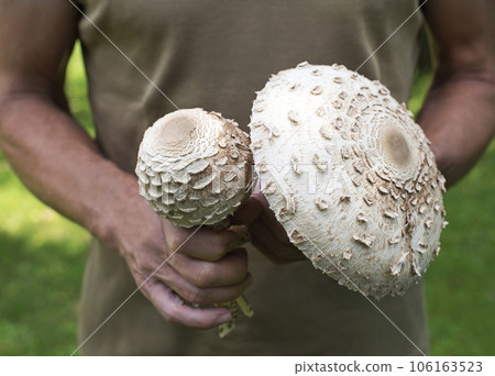 Macrolepiota procera Macrolepiota procera 106163523