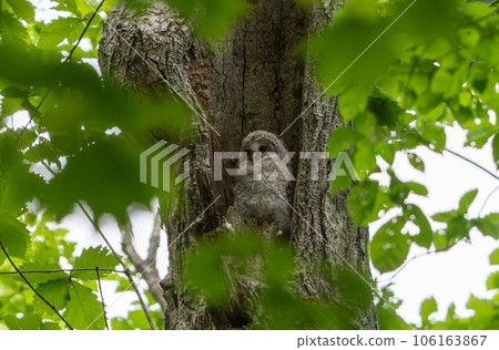 A baby Ezo owl sticking its head out of its burrow A baby Ezo owl sticking its head out of its burrow 106163867