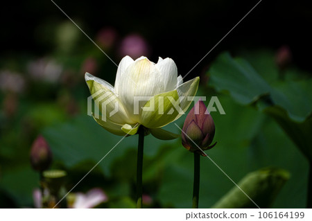 白蓮花 106164199