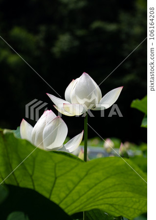 白蓮花 白蓮花 106164208