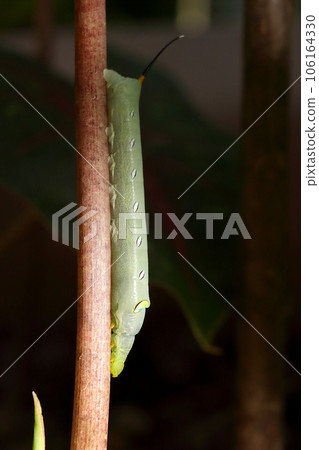A green hawk moth caterpillar 5 106164330