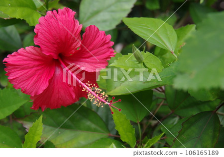 Red hibiscus flower 106165189