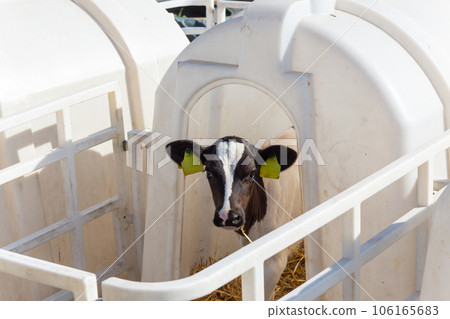 A small cow calf in a manger outdoors A small cow calf in a manger outdoors 106165683
