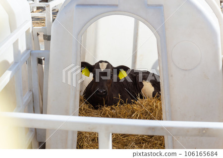 A small cow calf in a manger outdoors 106165684