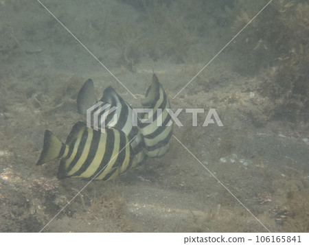 A school of juvenile parrotfish A school of juvenile parrotfish 106165841