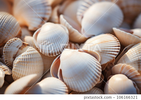 White seashells macro shot sunny day background. Generative AI 106166321