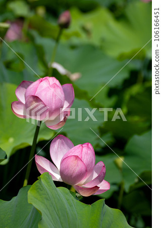 仲夏陽光下荷花瓣的特寫 106166451