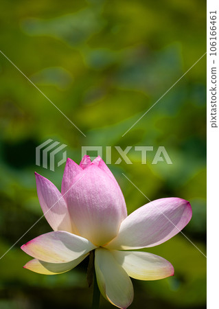 仲夏陽光下荷花瓣的特寫 106166461