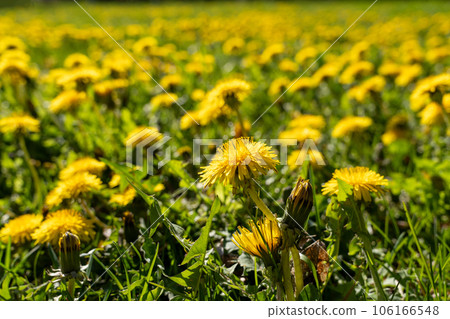 Yellow field of dandelions on the green grass. Young seedlings with green leaves. An agricultural tractor drives along an asphalt road. Sunny warm May day. Latvia Yellow field of dandelions on the green grass. Young seedlings with green leaves. An agricultural tractor drives along an asphalt road. Sunny warm May day. Latvia 106166548