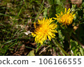 Yellow field of dandelions on the green grass. Young seedlings with green leaves. An agricultural tractor drives along an asphalt road. Sunny warm May day. Latvia 106166555