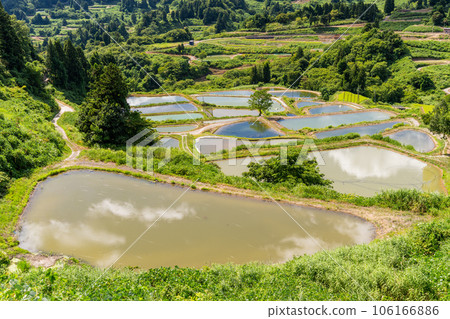 《Niigata Prefecture》 Yamakoshi's terraced rice fields, the original landscape of summer terraced rice fields 106166886