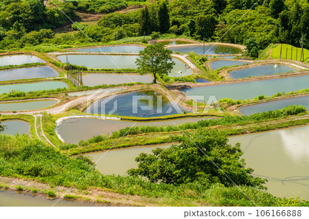 《新潟縣》山越的梯田，夏季梯田的原始景觀 106166888