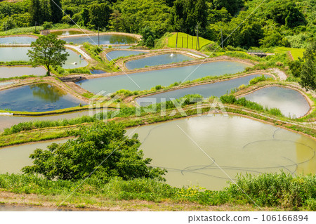 《Niigata Prefecture》 Yamakoshi's terraced rice fields, the original landscape of summer terraced rice fields 106166894