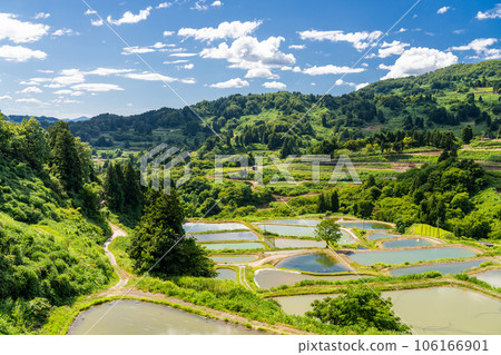 《Niigata Prefecture》 Yamakoshi's terraced rice fields, the original landscape of summer terraced rice fields 《Niigata Prefecture》 Yamakoshi's terraced rice fields, the original landscape of summer terraced rice fields 106166901