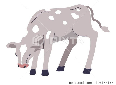 Calf breeding at farm, agriculture cattle growing Calf breeding at farm, agriculture cattle growing 106167137