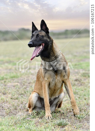 training of belgian shepherd 106167215