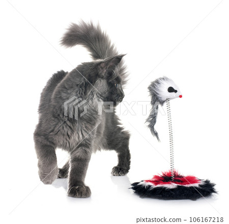 maine coon kitten maine coon kitten 106167218