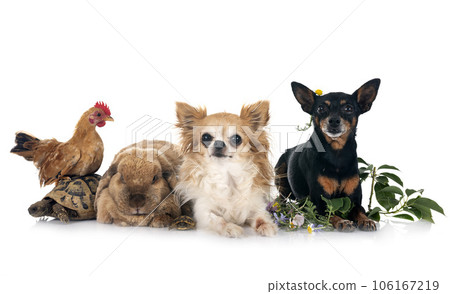 rabbit, dogs, turtle and chicken rabbit, dogs, turtle and chicken 106167219