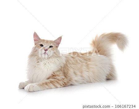 Norwegian Forest cat 106167234