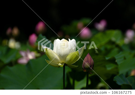 Summer light pouring down and a single lotus flower Summer light pouring down and a single lotus flower 106167275