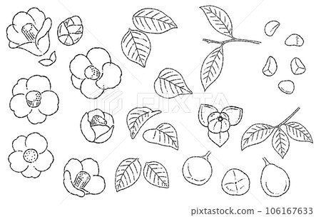 Hand drawn camellia line drawing illustration material 106167633