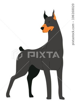 Doberman dog breed, domestic pet portrait puppy 106168020