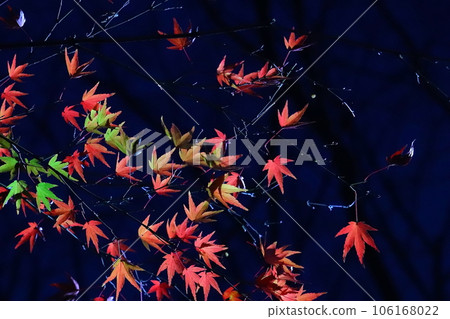 Maple at night 106168022