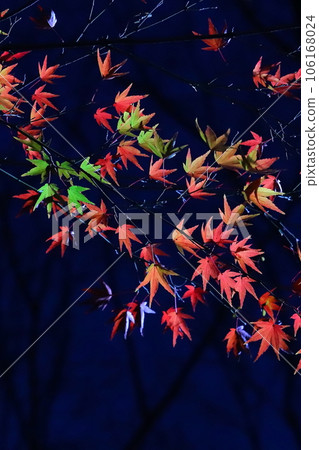 Maple at night 106168024