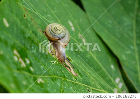 Snail (Amber snail) 106168275
