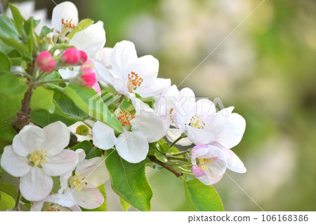 可愛的蘋果花 106168386
