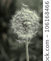 Dandelion fluff on a journey Dandelion fluff on a journey 106168466