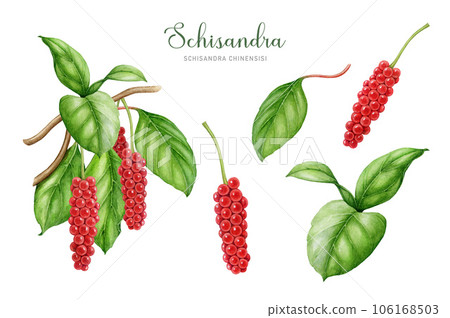 Schisandra plant medicinal herb watercolor illustration set. Hand drawn Schisandra chinensis medicinal plant illustration. Organic adaptogenic herb, leaves, berries, branch element. White background 106168503