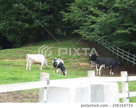 cattle grazing children's land 106168739