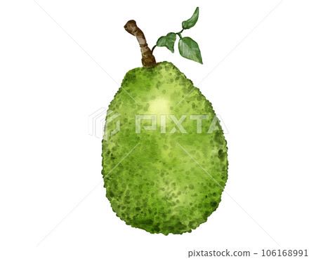 jackfruit fruit   watercolor illustration isolated element 106168991