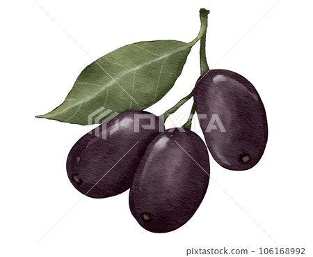 jamun fruit fruit watercolor illustration isolated element 106168992