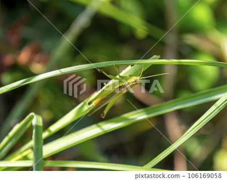 一隻蝗蟲棲息在植物葉子上 一隻蝗蟲棲息在植物葉子上 106169058
