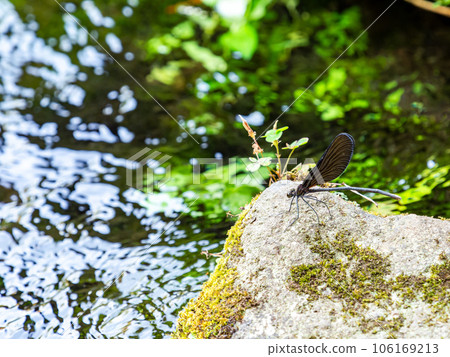 Summer waterside scenery, graceful and beautiful haguro dragonfly Summer waterside scenery, graceful and beautiful haguro dragonfly 106169213