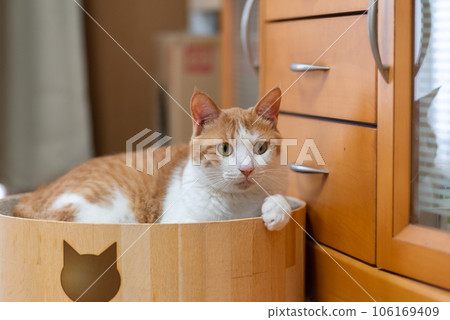 Staring cat, brown tabby white Staring cat, brown tabby white 106169409